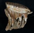 Woolly Mammoth Molar From North Sea #4419-4